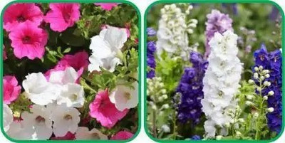 Aro Delphinium Seed(17 per packet)