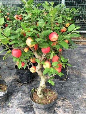 CRGO APPLE , SEV Seed(40 per packet)