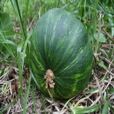 Aywal Biggest Pumpkin Seed(60 per packet)