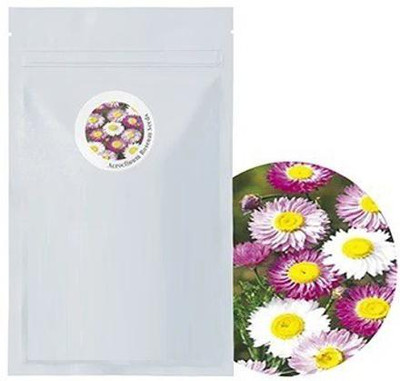 CYBEXIS Everlasting Daisy100 Seeds Seed(100 per packet)