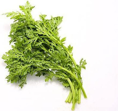 VibeX LX-13 - Edible Shungiku Chrysanthemum (Tong Ho) Green - (270 Seeds) Seed(270 per packet)