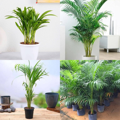 ibains Areca palm seeds biij 39 Seed(39 per packet)