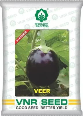 the green dotcom vnr VEER hybrid brinjal Seed (10 g) Seed(100 per packet)