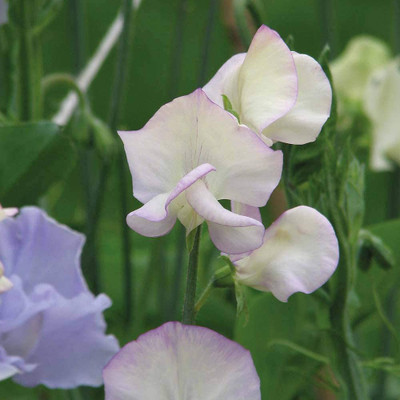 CYBEXIS Sweet Pea ‘High Scent’ (Lathyrus Odoratus) Seed(50 per packet)
