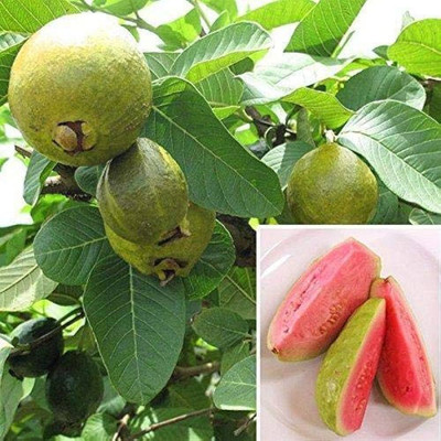 ibains Red guava plant seed Seed(97 per packet)