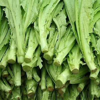 CYBEXIS Balcony Potted Lettuce Vegetable Seed4000 Seeds Seed(4000 per packet)