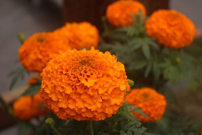 BDSreolve marigold/gende ka phool flower seeds Seed(25 per packet)