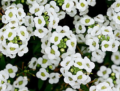 Aywal Sweet Alyssum Seed(40 per packet)