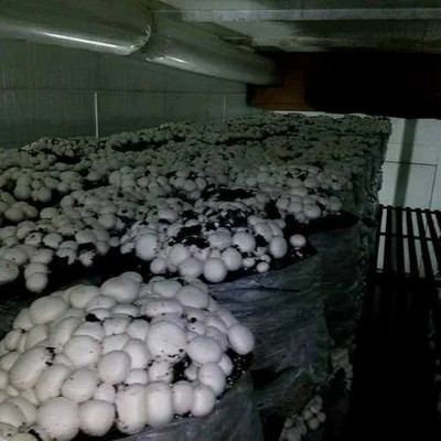 XOLDA Organic mushroom herb Seed(15 per packet)