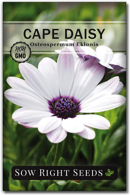 WILLVINE ™ Cape Daisy Seeds-500 SEEDS Seed(500 per packet)