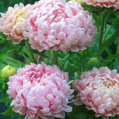 Lorvox HYBRID SEEDS Aster Seed(15 per packet)