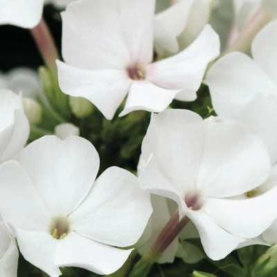 CEZIUS White Dwarf Garden Phlox Seed(100 per packet)