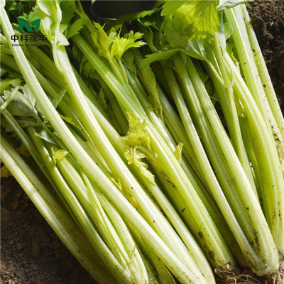 CYBEXIS Yellow-Green Celery Seeds Solid Celery2800 Seeds Seed(2800 per packet)