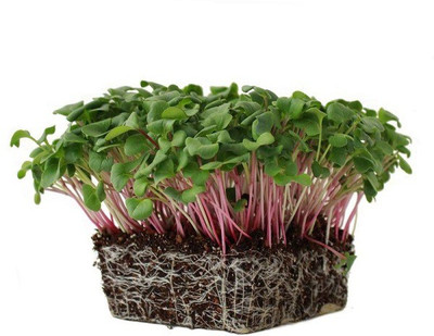 CYBEXIS Radish Red-100 Seeds Seed(100 per packet)