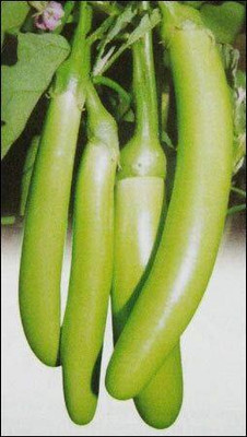 Qualtivate NDIR-308 Brinjal Green long F1 Hybrid Organic Seed(200 per packet)