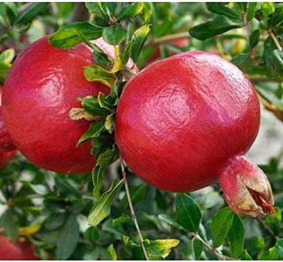 CYBEXIS LX-30 - Hardy Pomegranate Tree - (270 Seeds) Seed(270 per packet)