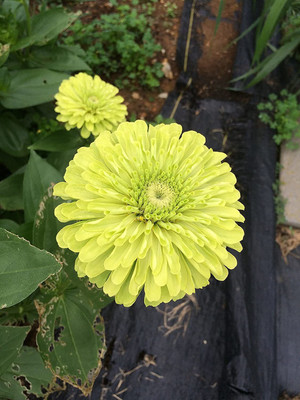 CYBEXIS Yellow Green Flower Envy Lime Zinnia Seeds - Z. Elegans Giant Cut Seed(1 g)