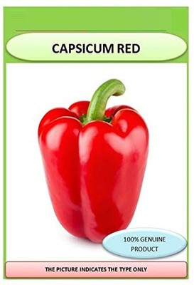 Qualtivate PUA5-A Premium Hybrid Red Capsicum Seeds Seed(100 per packet)