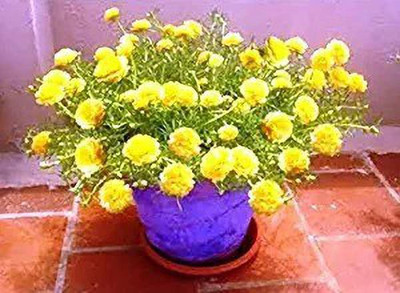 Aro Portulaca Seed(120 per packet)