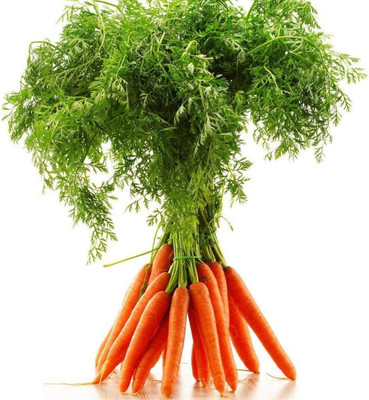 KNESSiN Carrot Seed(2500 per packet)