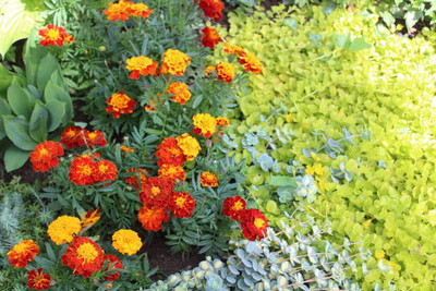 QALANDAR marigold/gende ka phool flower seeds Seed(50 per packet)