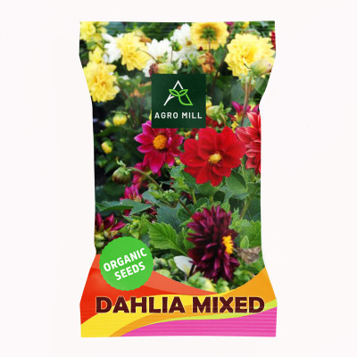 AGRO MILL DAHLIA MULTIFLORA DOUBLE MIXED PREMIUM QUALITY FLOWER Seed(20 per packet)