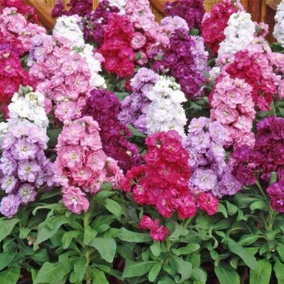 Aywal Larkspur (Delphinium) Stock Flower Seed(90 per packet)