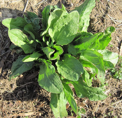 WILLVINE GBPUT-641 French Sorrel Spinach Dock Narrow-leaved Seed(200 per packet)