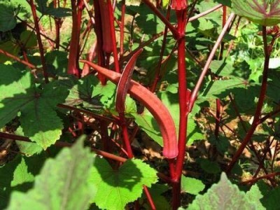 DHENU PRASAD Hybrid f1 Okra (Bhindi/Lady Finger Seeds Seed(479 per packet)