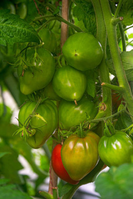 Go Raw tomato Seed(95 per packet)