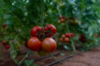 Pramix tomato Seed(150 per packet)