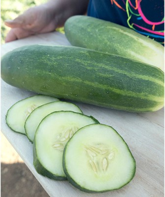 Quentova Organic Cucumber Seeds-PUA-10D Seed(250 per packet)