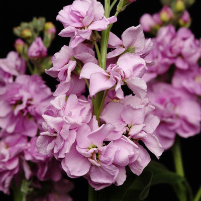 CYBEXIS VVI-38 - Stock Katz Lavender - (250 Seeds) Seed(250 per packet)