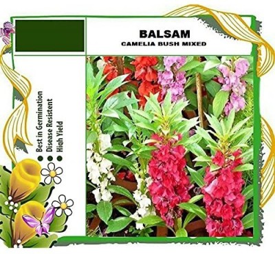 CYBEXIS NBIR-59 - Balsam Bush - (90 Seeds) Seed(90 per packet)