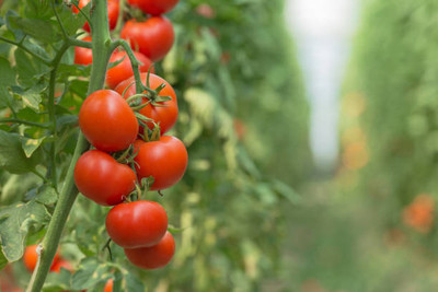 Treepoint tomato Seed(140 per packet)