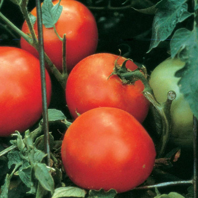 Quentova Celebrity Slicing Red Tomato 5gm Seeds Seed(2000 per packet)
