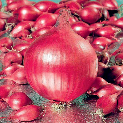 Aywal Dark Red Onion High Germination Home And Garden Seed(250 per packet)