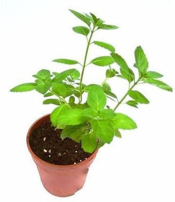 ANDARISTORE Tulsi Seed(25 per packet)