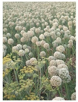 VibeX ® VLR-987 Nasik Red N53 Onion Seeds Seed(1000 per packet)