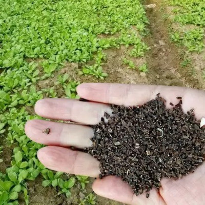 MAA Chrysanthemum Seed(90 per packet)