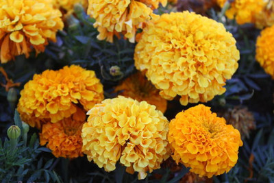 Chalisa Agencies marigold/gende ka phool flower seeds Seed(25 per packet)