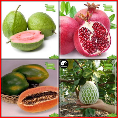 WILLVINE Combo Fruit:Guava,Pomagranate,Papaya,Thai Guava Tree Seeds-[1000 Seeds] Seed(1000 per packet)