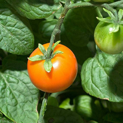 CYBEXIS Tomato Chadwick Cherry Seeds2000 Seeds Seed(2000 per packet)