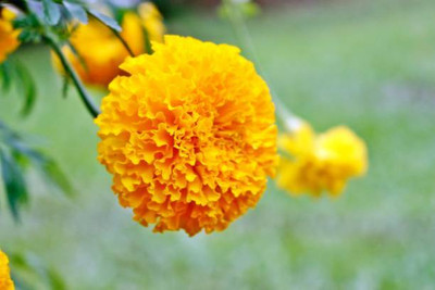 GranysGarden marigold,gende ka phool seeds Seed(20 per packet)