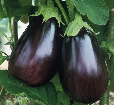 BDSresolve F1 hybrid baingan | bengan seeds PACK OF 91 Seed(91 per packet)