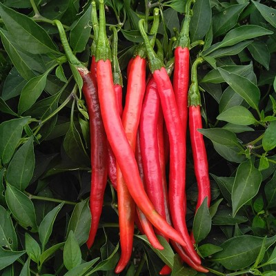 CYBEXIS Red Chili Seed(2400 per packet)