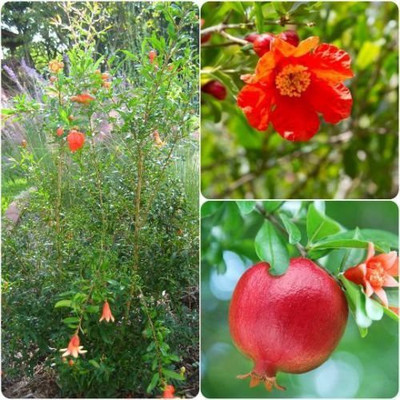 CYBEXIS LXI-5 - Dwarf Pomegranate Fruit Tree - (270 Seeds) Seed(270 per packet)