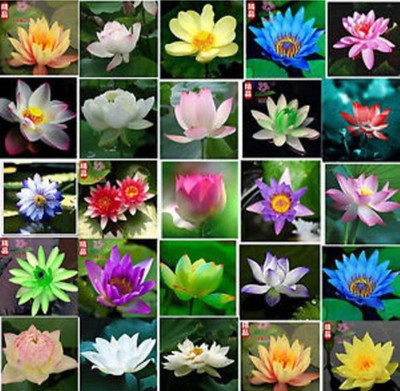 VS GLOBAL Beautiful imported variety mix colour lotus 50 seeds Seed(50 per packet)