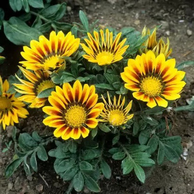 Aro Gazania Seed(29 per packet)