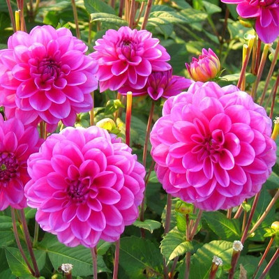 Arshiayat dahlia flowers seeds Seed(20 per packet)